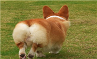 柯基犬如何训练大小便