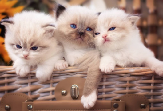 两个月的小猫张嘴叫不出声怎么回事