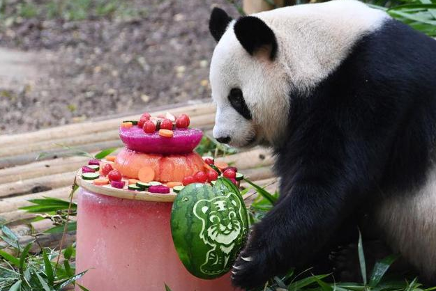 大熊猫“园舟”在深圳度过第一个“本命年”