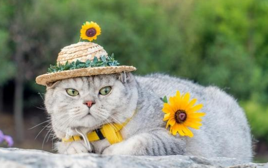 猫咪多久一次驱虫比较好 猫咪多久一次驱虫比较好