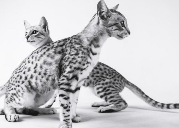 埃及猫中国可以养吗 埃及猫中国可以养吗