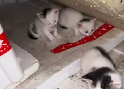 流浪猫热到吐舌头,随后男子将4只猫安置在空调房 流浪猫热到吐舌头,随后男子将4只猫安置在空调房