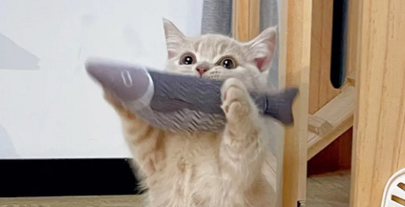 猫需不需要吹空调