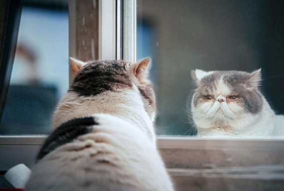 宠物猫吐了是怎么回事