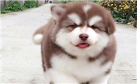幼犬乱咬东西怎么纠正它