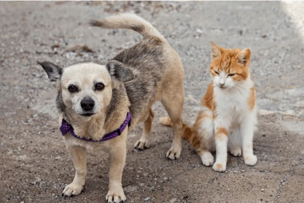 每一只被遗弃的猫狗，都在无望与恐惧中等待