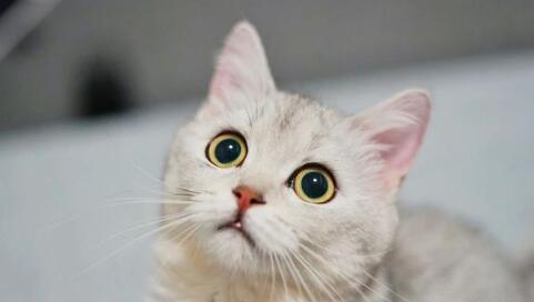 猫鼻支都有哪些症状