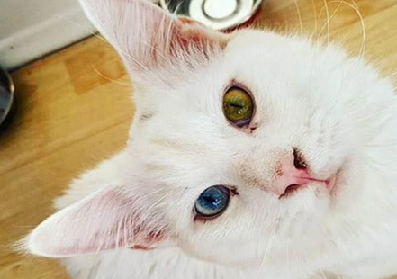 六个月的猫咪可以怀孕吗