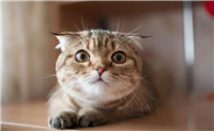 猫做完绝育手术还会叫春吗