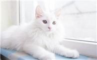 小猫咪第一次驱虫是什么时候