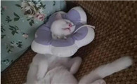 公猫绝育后几天摘头套