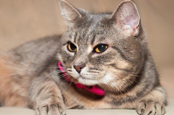 猫胎盘出来了还会再生小猫吗