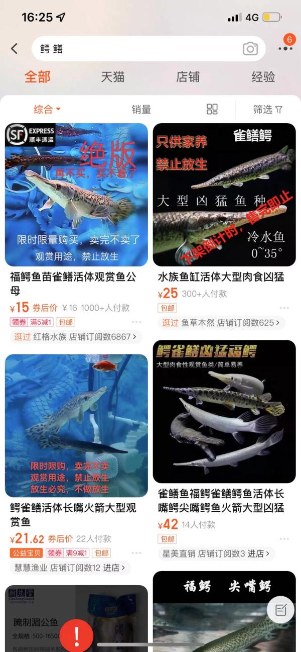 鳄雀鳝被部分网店换名“雀鳝鳄”售卖,律师:引进释放丢弃违法 鳄雀鳝被部分网店换名“雀鳝鳄”售卖,律师:引进释放丢弃违法
