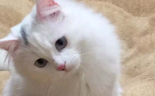 猫咪得鼻支炎的症状