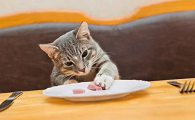 母猫生了小猫吃什么补奶