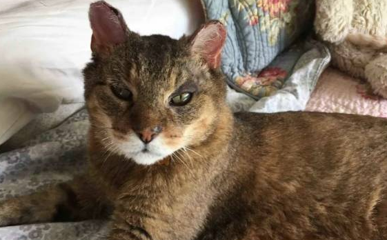 善良的家猫,每天带着不同的小猫回家,将自己的食物分享给它们 善良的家猫,每天带着不同的小猫回家,将自己的食物分享给它们