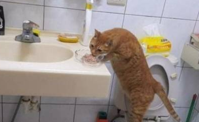 主人弄丢猫咪急哭，好心喂食流浪黑猫，却意外找到线索