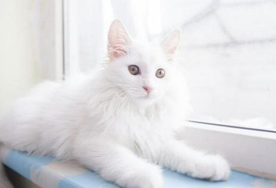小猫咪第一次驱虫是什么时候