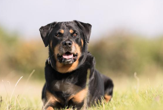 罗威纳犬属于什么型犬
