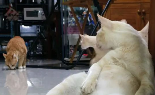 大猫拉帮结伙抢小猫食物，主人无赖之下只能将小猫罩起进食..........