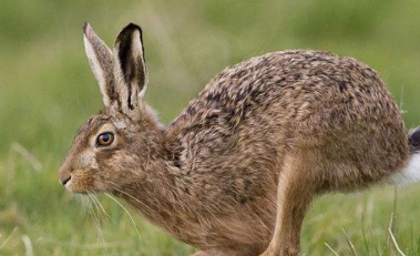 薮兔多久可以生兔子?我来告诉你答案!