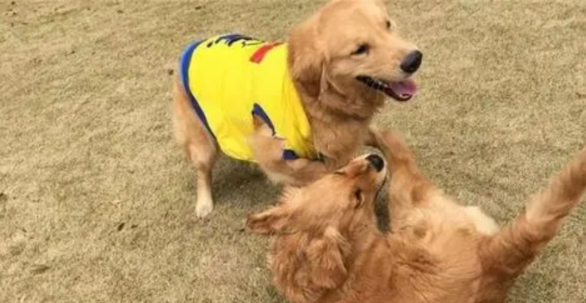 狗狗哼哼唧唧是撒娇吗