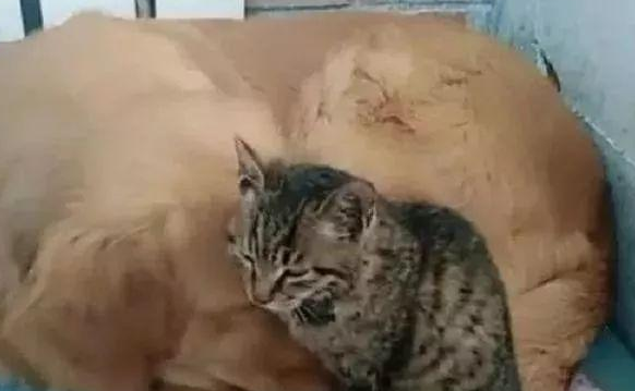 大爷觉得金毛太孤单,随后领养流浪猫咪,看到眼前这一幕不淡定了? 大爷觉得金毛太孤单,随后领养流浪猫咪,看到眼前这一幕不淡定了?