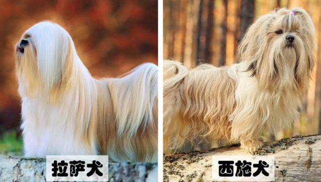 和西施犬很像的狗