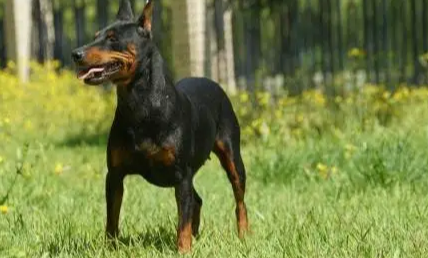 活泼、强壮的迷你杜宾犬，智商有多高？
