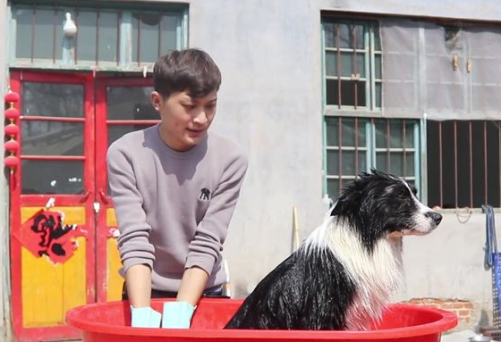 夫妻感情不合虐待边牧，被救下后吓得浑身哆嗦，如今狗狗大变样