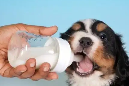 幼犬到几个月可以不用喝羊奶