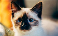 新养的小猫多久才能熟悉新环境新主人