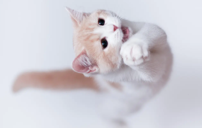 猫猫一天吃多少粮适中