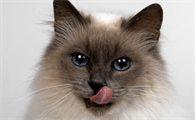 猫一只眼睛有脓黄眼屎睁不开怎么办