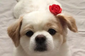 狗打完针脖子有一个包是什么原因造成的