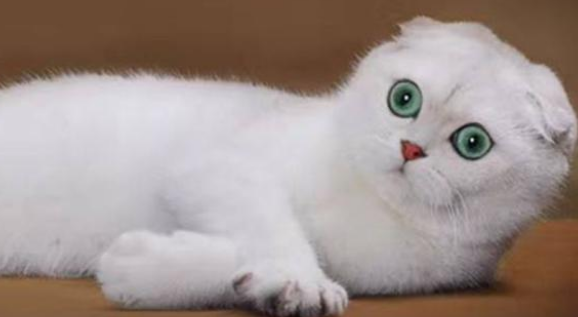 猫咪飞机耳是什么意思 猫咪飞机耳是什么意思