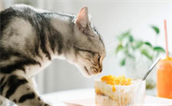 猫咪吃冰淇淋会怎么样