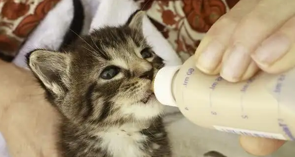 刚出生小猫可以喝羊奶粉吗 刚出生小猫可以喝羊奶粉吗