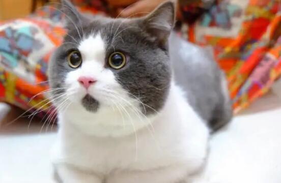 猫会无缘无故得猫瘟吗