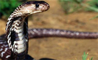 眼镜蛇为什么叫眼镜蛇?