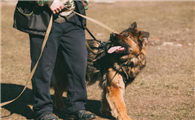 不训练的德国牧羊犬护主吗