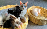 猫咪怀孕40天成型了吗