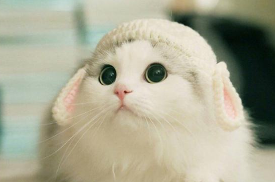 猫咪吐出黄黄的东西