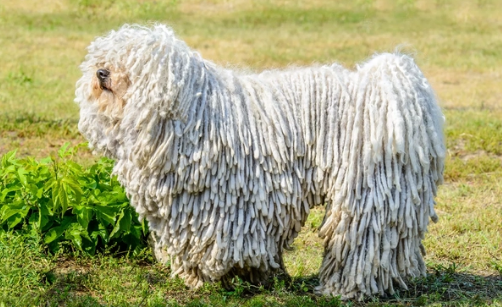 可蒙犬在中国哪里能买到 可蒙犬在中国哪里能买到