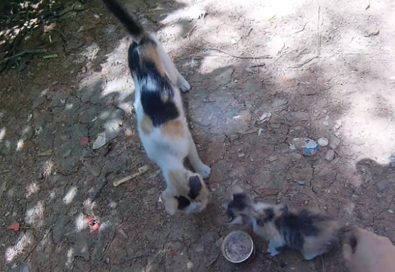 连续救了2次小猫之后,原本对小哥凶巴巴的流浪猫连小猫都不要了 连续救了2次小猫之后,原本对小哥凶巴巴的流浪猫连小猫都不要了