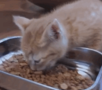 捡了只没断奶的小橘猫，见证它变成干饭橘的全过程...好治愈！