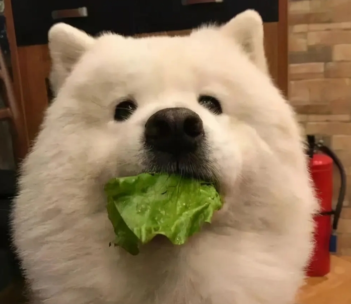 狗狗吃完多久拉大便
