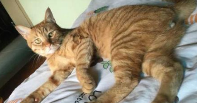 猫知道自己被绝育了吗