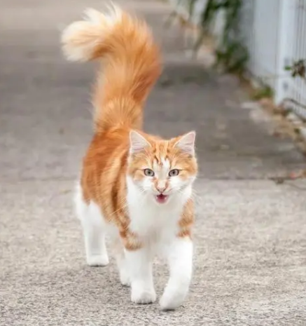 如果猫咪把尾巴竖起来,弯成小山的形状,表明此时猫咪紧张或者准备