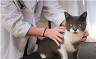 猫尿道一直滴粉色的血怎么回事
